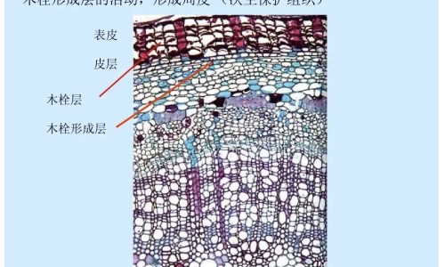 肿瘤六项指标都正常说明什么区别网 - 为你提供肿瘤六项是都是0最好吗、肿瘤六项各代表什么